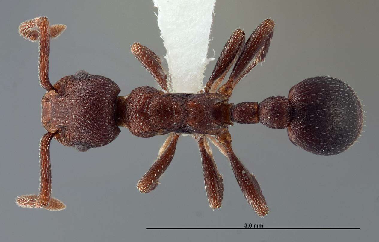 Plancia ëd Myrmica colax (Cole 1957)