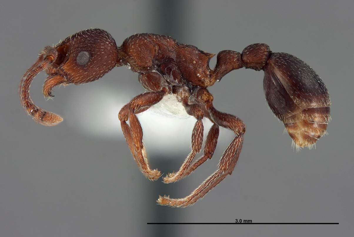 Plancia ëd Myrmica colax (Cole 1957)