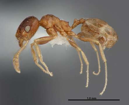 Image of Pheidole paiute Gregg 1959