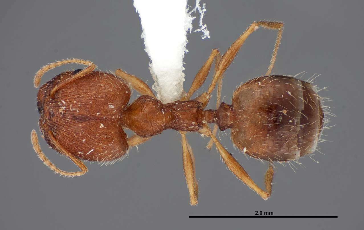 Image of Pheidole clydei Gregg 1950