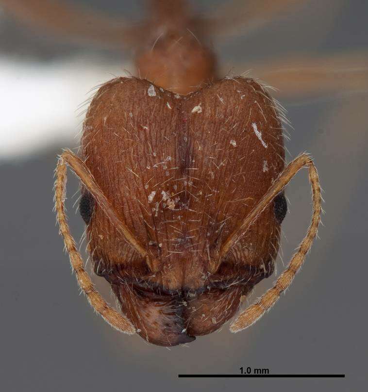 Image of Pheidole clydei Gregg 1950