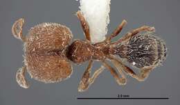 Image of Pheidole littoralis Cole 1952