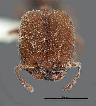 Image of Pheidole littoralis Cole 1952