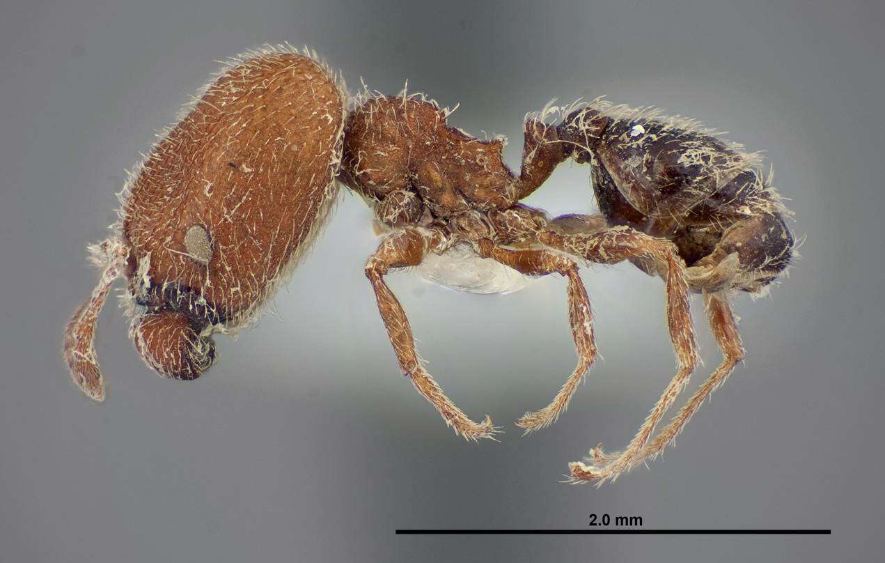 Image of Pheidole littoralis Cole 1952