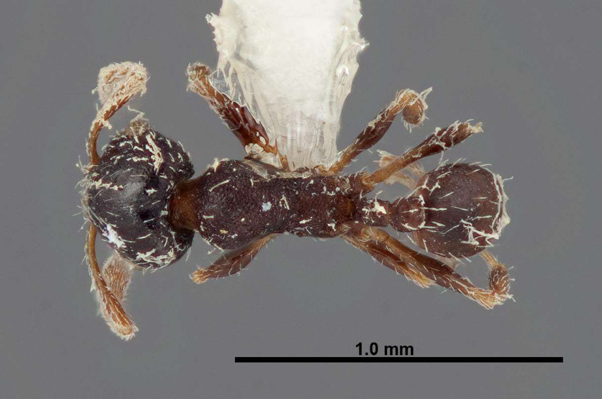 Image of Pheidole littoralis Cole 1952