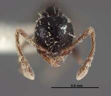 Image of Pheidole littoralis Cole 1952