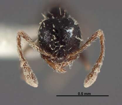 Image of Pheidole littoralis Cole 1952