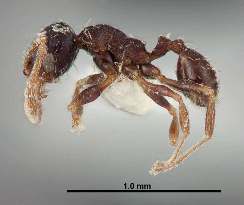 Image of Pheidole littoralis Cole 1952