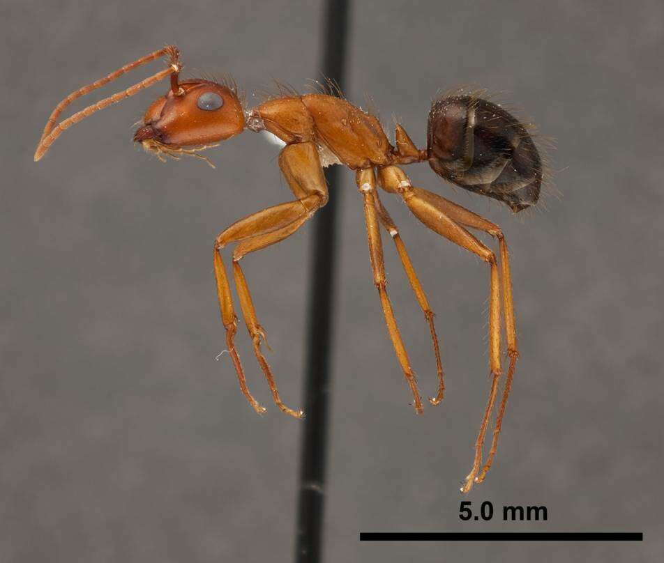 Слика од Camponotus floridanus (Buckley 1866)