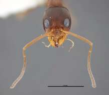 Image of Dorymyrmex bureni