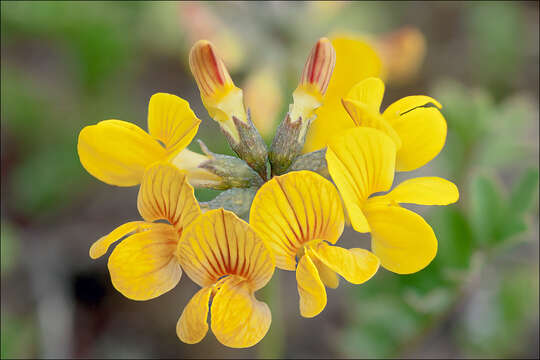 Image of Horseshoe-vetch