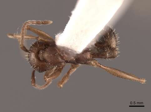 Image of Aphaenogaster texana Wheeler 1915