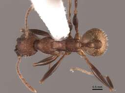 Image of Aphaenogaster lamellidens Mayr 1886