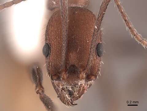 Image of Aphaenogaster lamellidens Mayr 1886