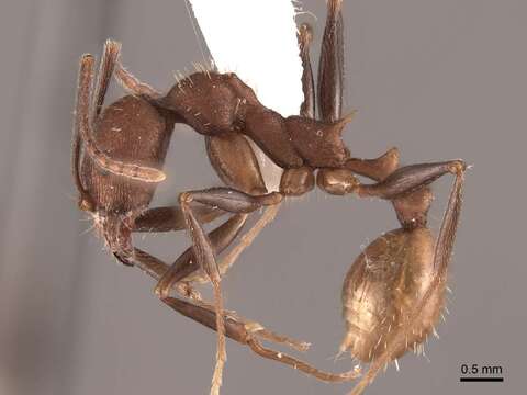 Image of Aphaenogaster lamellidens Mayr 1886