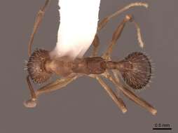 Image of Aphaenogaster rudis