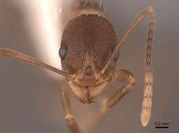 Image of Aphaenogaster rudis