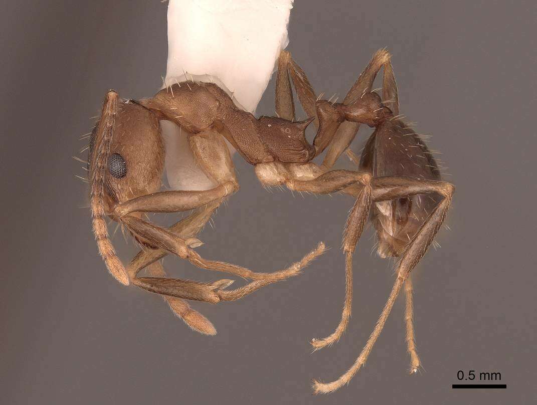 Image of Aphaenogaster rudis