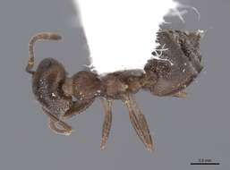 Слика од Crematogaster isolata Buren 1968