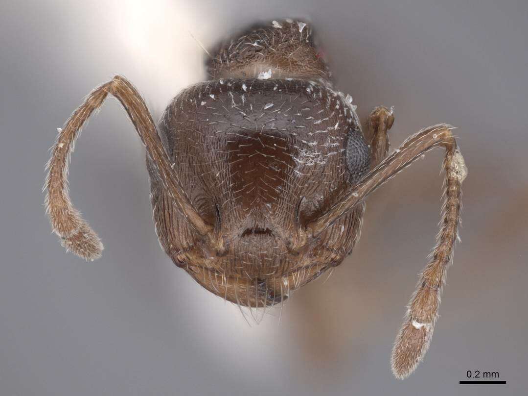 Слика од Crematogaster isolata Buren 1968