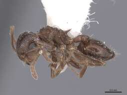 Слика од Crematogaster isolata Buren 1968