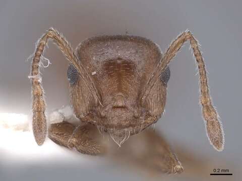 Image of Crematogaster depilis Wheeler 1919