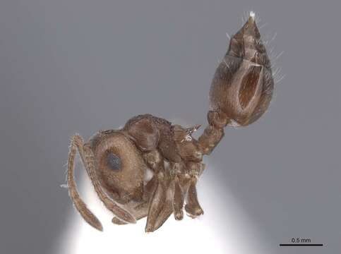 Image of Crematogaster depilis Wheeler 1919