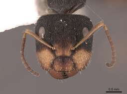 Image of Camponotus cuneidorsus Emery 1920