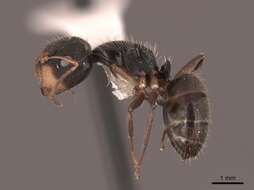 Image of Camponotus cuneidorsus Emery 1920