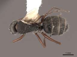 Imagem de Camponotus rusticus Santschi 1916