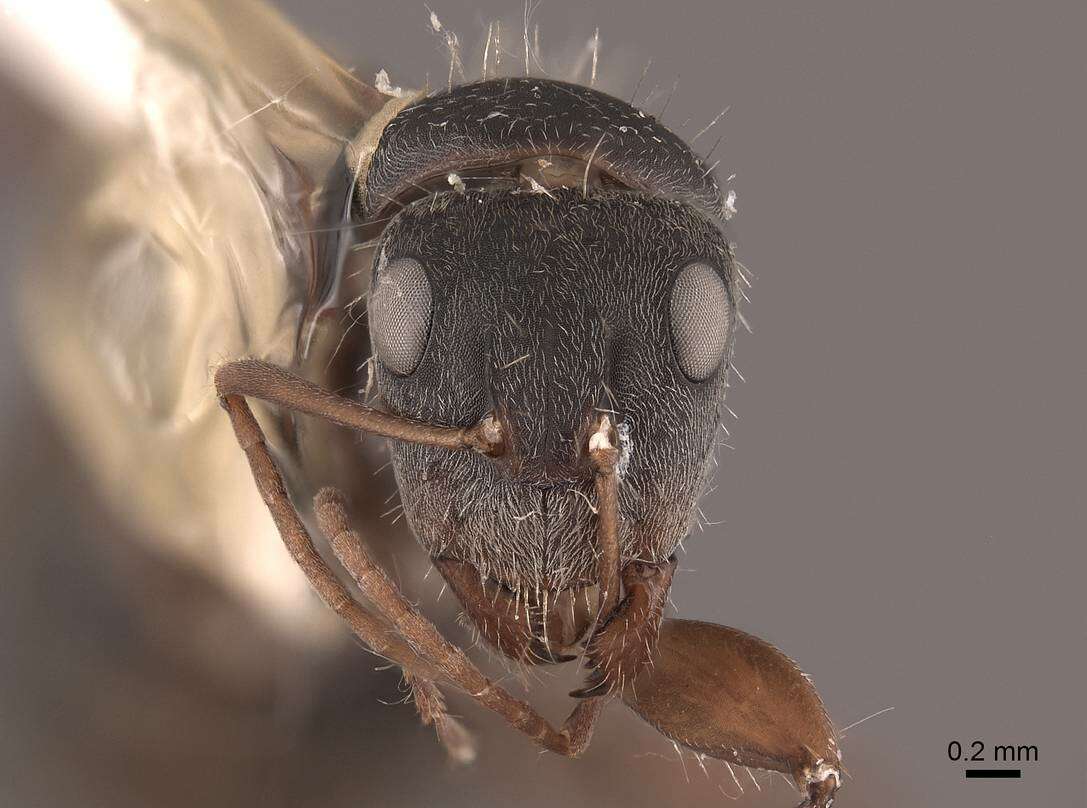 Imagem de Camponotus rusticus Santschi 1916