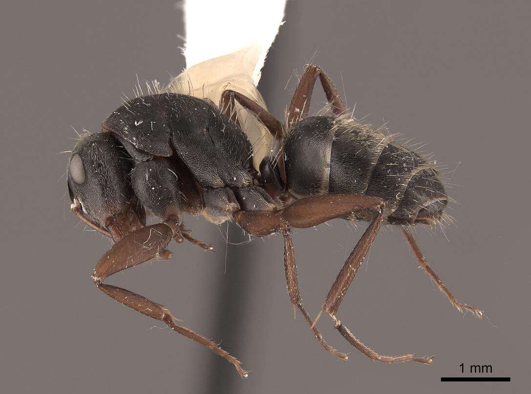 Imagem de Camponotus rusticus Santschi 1916