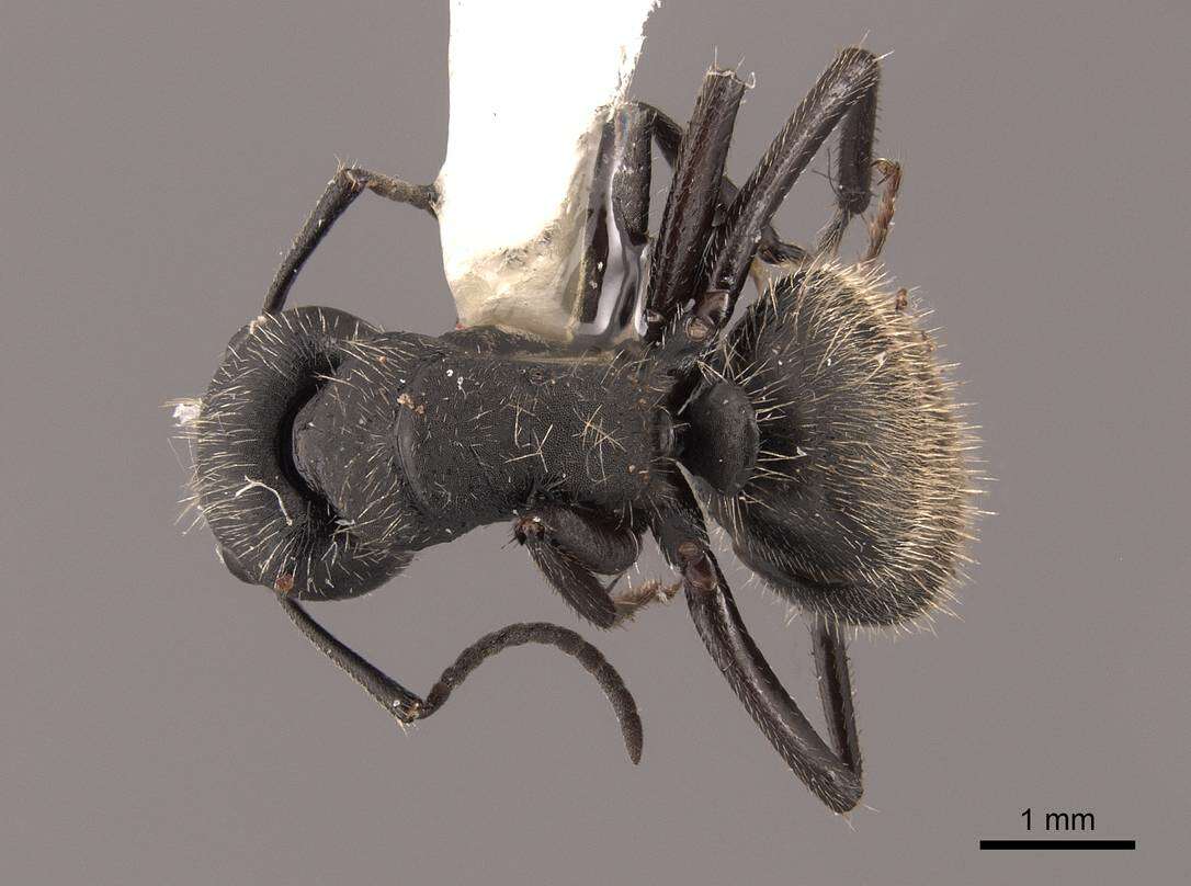 Image de Camponotus mus Roger 1863