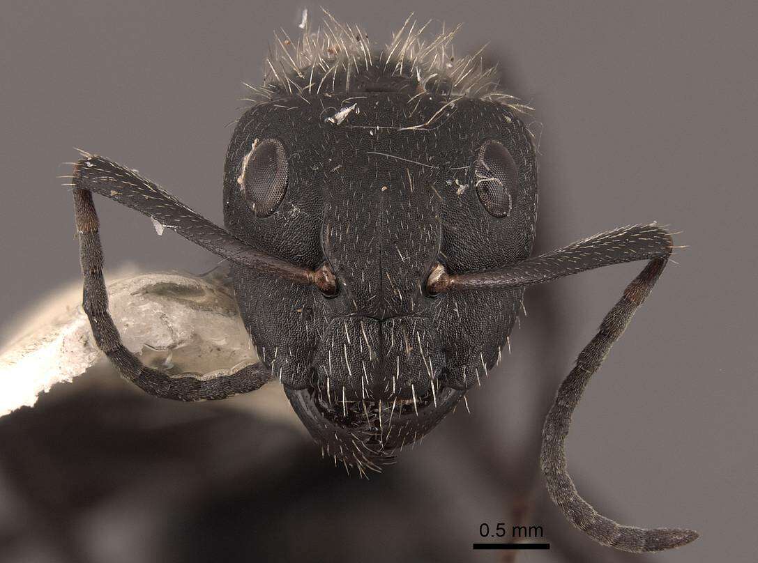 Image de Camponotus mus Roger 1863