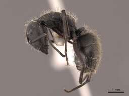 Image of Camponotus mus Roger 1863