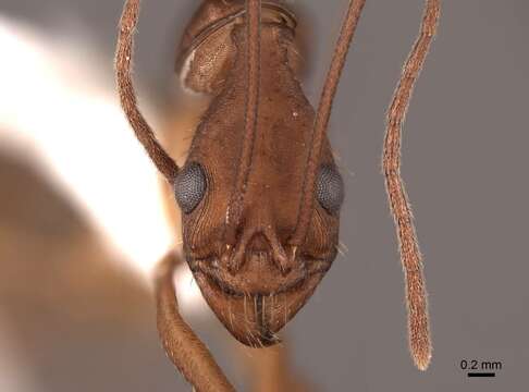 Image of Aphaenogaster araneoides Emery 1890