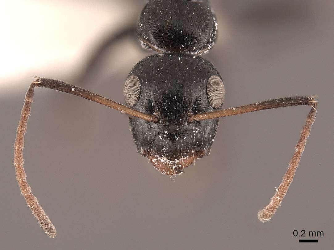 Image of Camponotus reticulatus Roger 1863
