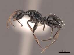 Слика од Camponotus reticulatus Roger 1863