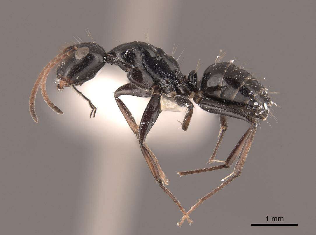 Image of Camponotus reticulatus Roger 1863
