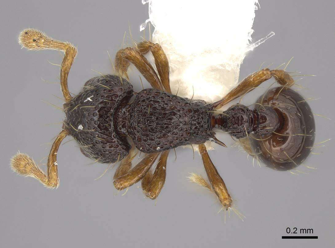 Image de Adelomyrmex