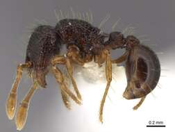 Image de Adelomyrmex