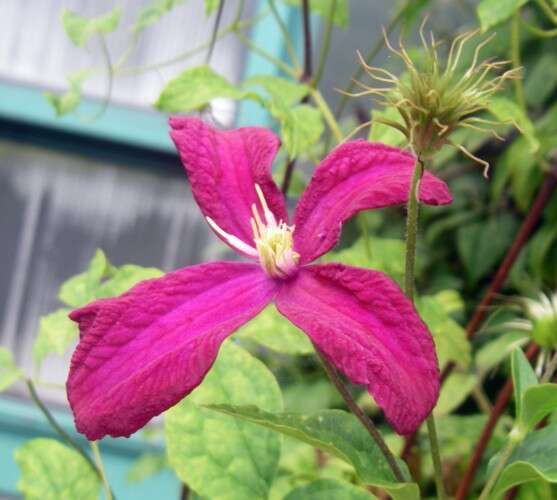 Image of Purple Clematis