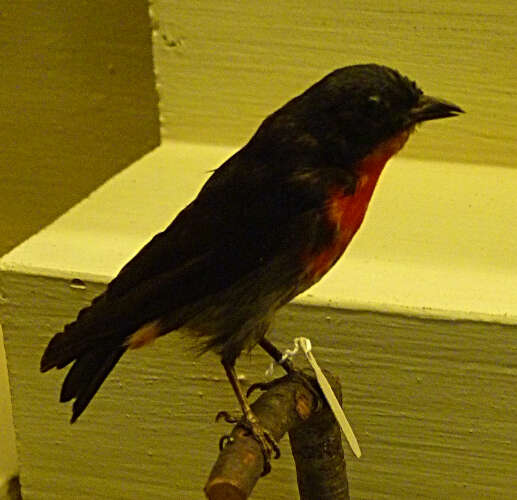 Image of Mistletoebird