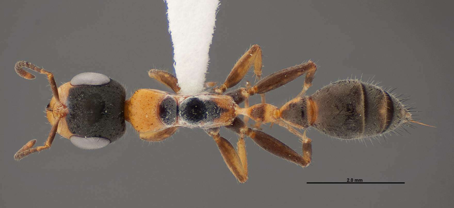 Image of Pseudomyrmex