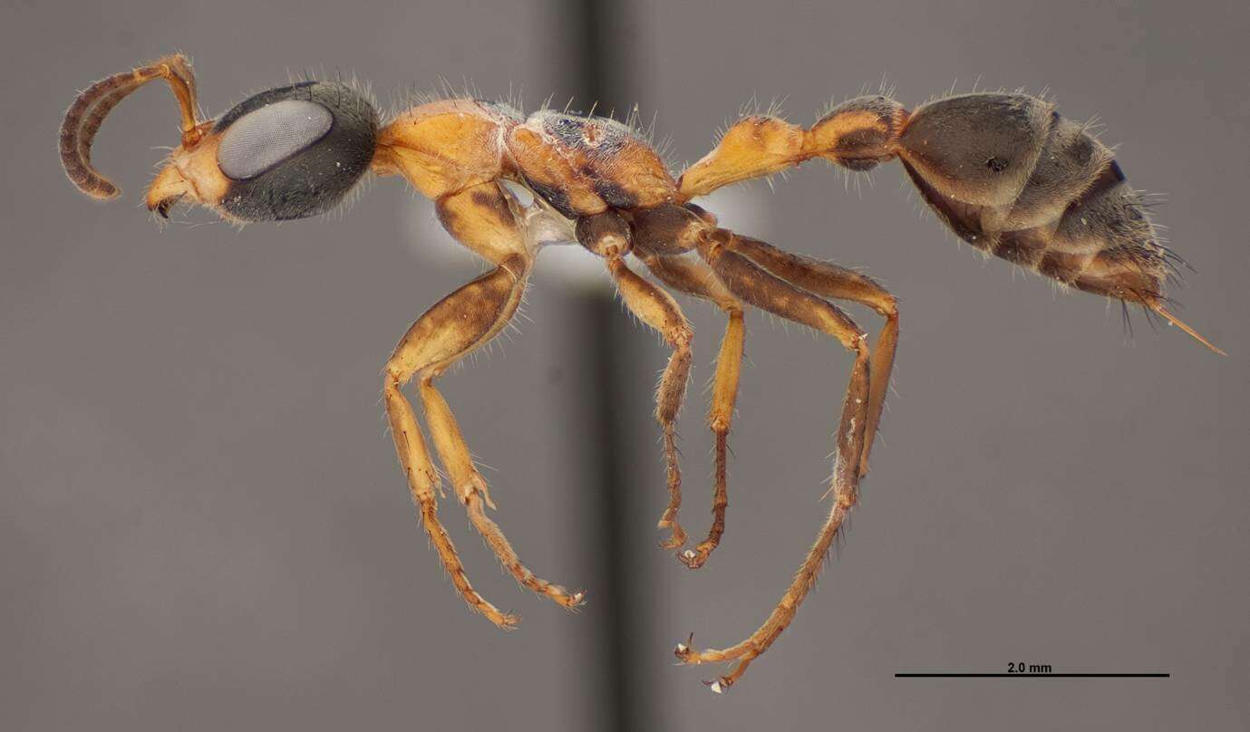 Image of Pseudomyrmex