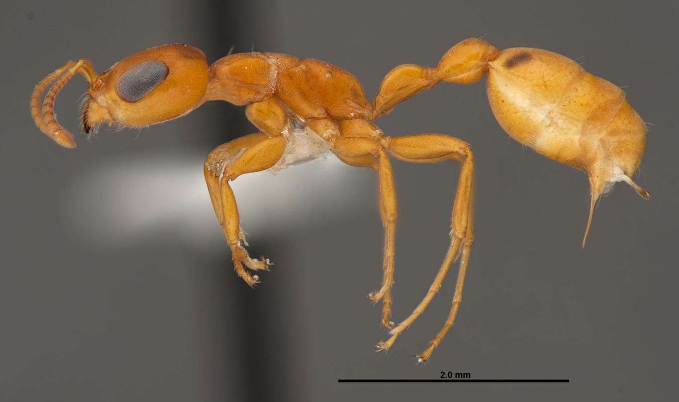 صورة Pseudomyrmex seminole Ward 1985