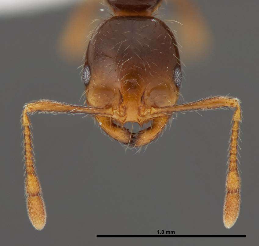 Image of Fire ant