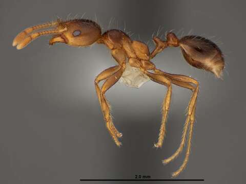 Image of Fire ant