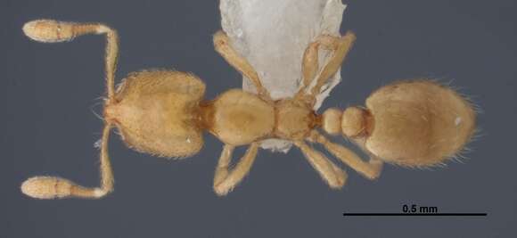 Image of Solenopsis abdita Thompson 1989