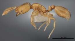 Image of Solenopsis abdita Thompson 1989